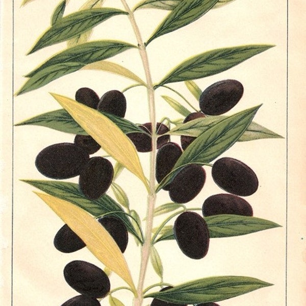 1887 vintage food print MISSION OLIVE antique art chromolithograph