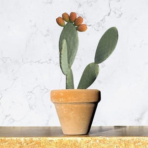 Live Prickly Pear Cactus Pad: Opuntia, Fresh Cut or Rooted