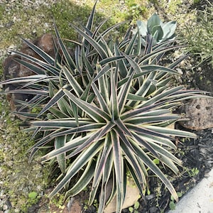 Mangave &#39;Snow Leopard&#39; Pup or Mature Plant  – With Roots  | Rare Variegated Succulent | Soft Spikes | Drought-Tolerant
