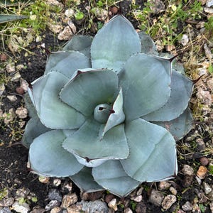 May include: A close-up view of a succulent plant with large, blue-green leaves arranged in a rosette pattern. The leaves have sharp, dark brown tips and edges. The plant is surrounded by small rocks and soil.