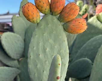Puede incluir: Primer plano de un cactus de pera espinosa con varias frutas de color naranja. Las palas del cactus son de color verde apagado, y las frutas tienen pequeños puntos oscuros. El fondo muestra un cielo azul claro y algunas ramas de árboles.