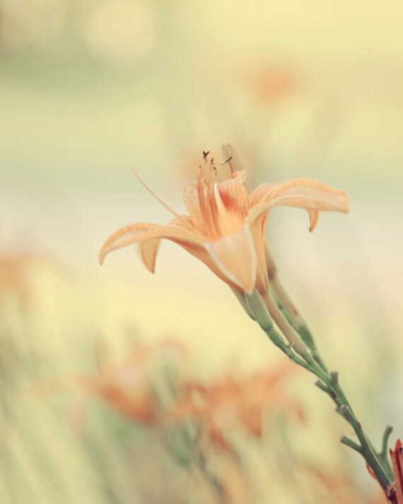 Items similar to flower photography peach sage green wall decor shabby