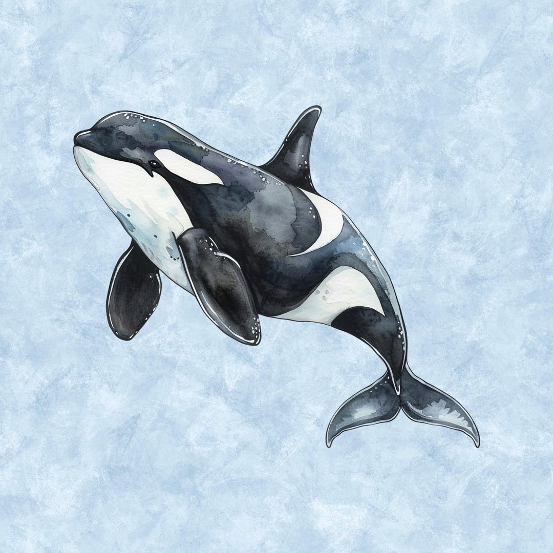 Whale Print Ocean Animal Watercolor Orca Nautical Boys Room Wall Decor ...