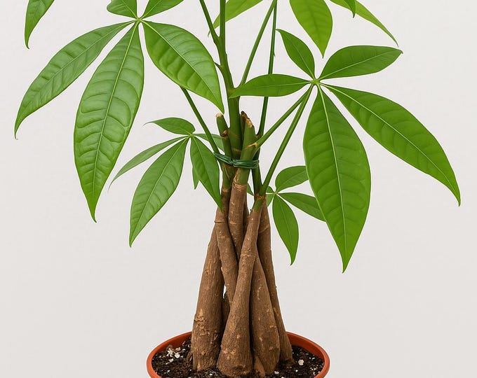 Money Tree 18 Inches 18” Braided Money Tree - Symbol of Prosperity & Good Fortune – Perfect ...