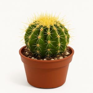 Golden Barrel Cactus (Echinocactus grusonii) Live Cactus Plant 4” Pot | Low Maintenance Pet Safe Succulent | Indoor/Outdoor Houseplant Gift