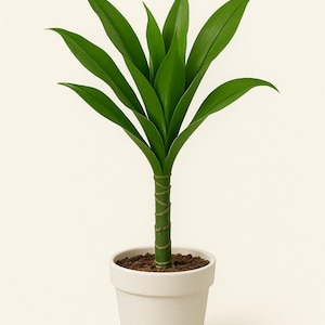 money tree plant for sale Pachira aquatica | Money Tree main image 1