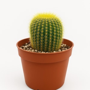 Golden Ball Cactus in Terracotta Pot – Live Succulent Gift, Easy Care Office Desk Plant, Minimalist Boho Home Decor