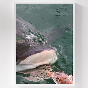 Shark Mouth Digital Downloadable Print, Zoomed-in Shark Poster, Real Shark Cute Beach and Ocean Grey Print