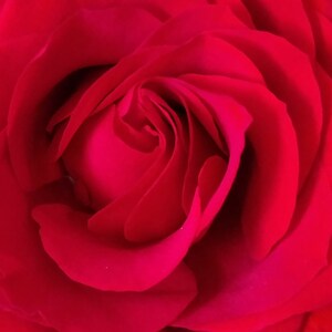 A close-up of a red rose with a deep red center and petals that are curled inward. The petals are smooth and velvety in texture.