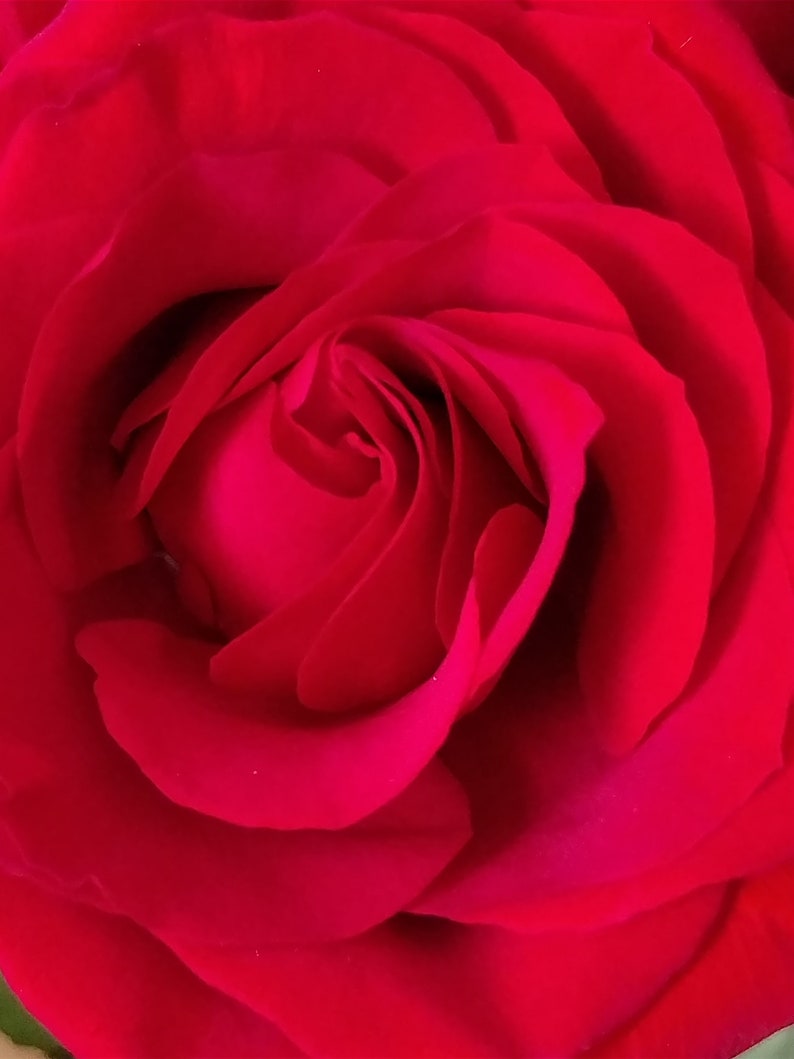 A close-up of a red rose with a deep red center and petals that are curled inward. The petals are smooth and velvety in texture.
