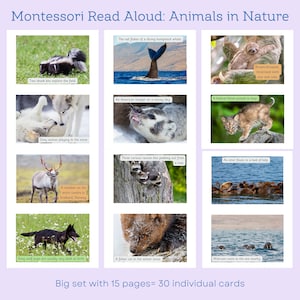 Carte Montessori à lecture haute : un grand ensemble d'animaux dans la nature