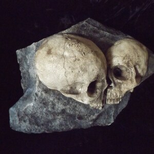 May include: Two white human skulls are placed side by side on a dark gray rock. The skulls are facing each other, with the left skull tilted slightly to the right. The rock is textured and has a rough surface.