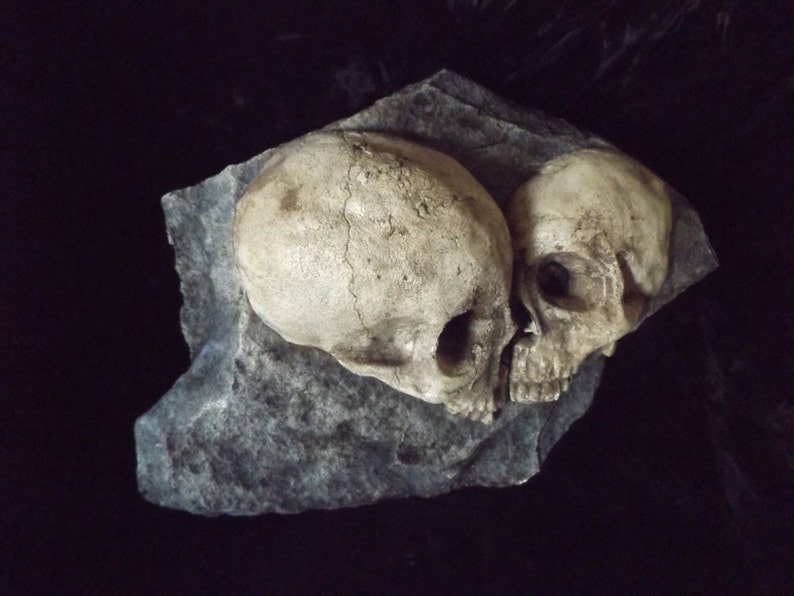 May include: Two white human skulls are placed side by side on a dark gray rock. The skulls are facing each other, with the left skull tilted slightly to the right. The rock is textured and has a rough surface.