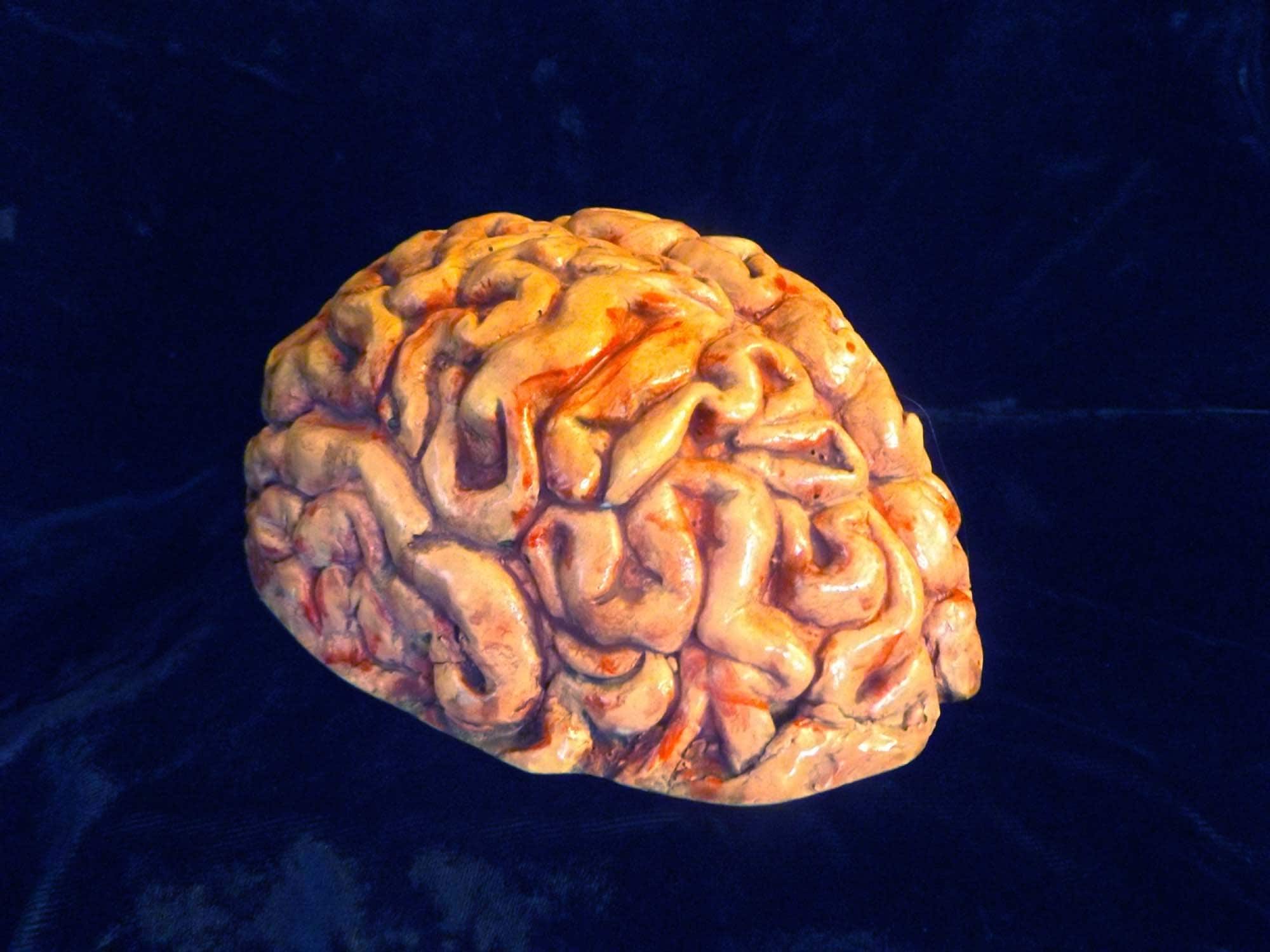 Human Brain Zombie Food Horror Statue Halloween Prop Macabre Weird