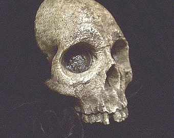 Aged Human Half Skull Wall Hanging, Macabre Halloween Prop, Gothic Home Garden Decor, Graveyard Pirate Bones, Morbid Haunt Decoration