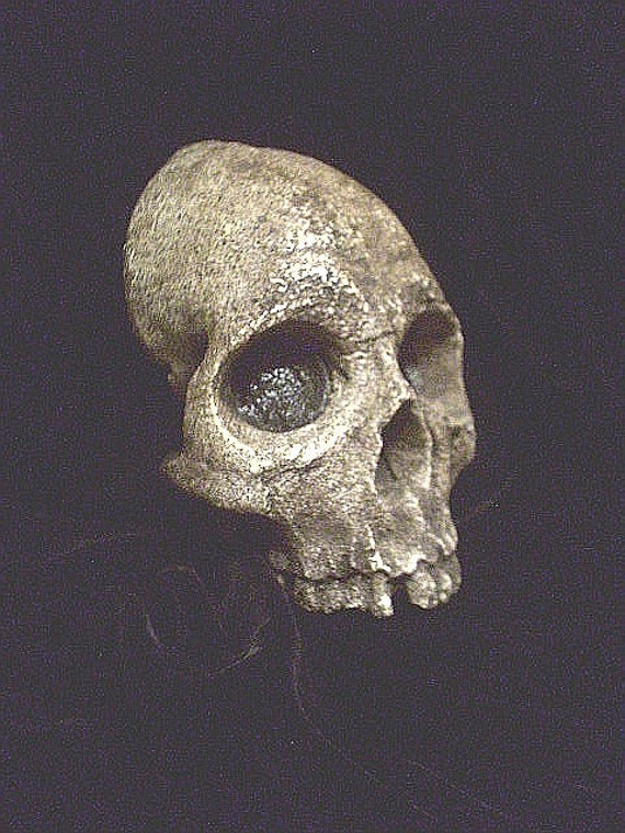 Aged Human Half Skull Hanging Gothic Wall Prop Ireland - Morbid Home Decor