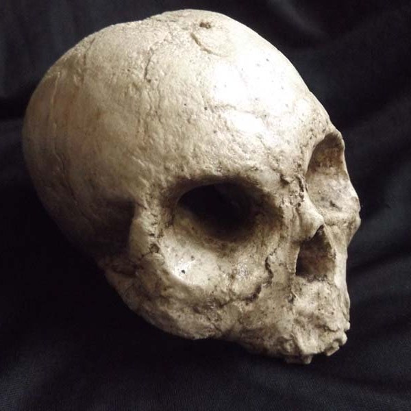 Human Half Skull Ancient Decrepit Bone Statue Decayed Rotted Prop Macabre Home Decor Oddities Morbid Yard Art Creepy Halloween Haunt Gothic