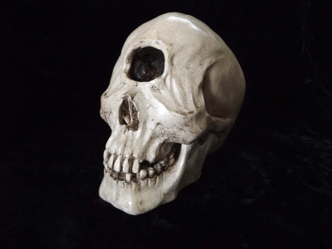 クロコブサイチョウ　♂♀ペア　頭骨 ☆即納☆ 良品！ モモジロサイチョウ ♂♀ペア 頭骨 - 頭骨・骨格標本