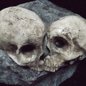 May include: Two white human skulls, side by side, on a gray rock surface. The skulls are facing each other, with the left skull tilted slightly to the right. The skulls are detailed and realistic, with visible teeth and eye sockets.