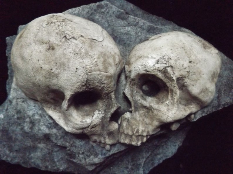 May include: Two white human skulls, side by side, on a gray rock surface. The skulls are facing each other, with the left skull tilted slightly to the right. The skulls are detailed and realistic, with visible teeth and eye sockets.