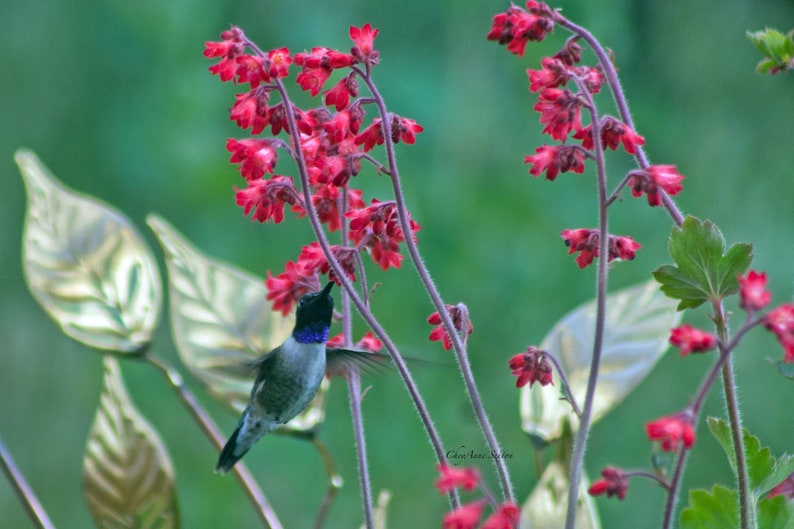 Hummingbird and Coral Bells dancing in the Garden Yard art fine art giclee 8x12 print animal garden flowers pink