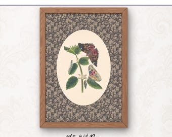 Lámina vintage de mariposas / Ilustración botánica antigua / Arte para la habitación del bebé y la decoración del hogar / Descarga digital