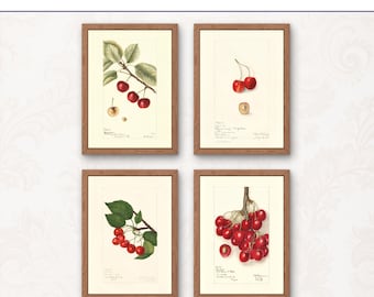 Set of 4 Vintage Cherry Prints Set | Botanical Fruit Art Download | Rustic Cottage Decor & Nursery Wall Art