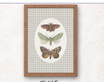 Trío de láminas con ilustraciones vintage de polillas / Arte entomológico en tonos tierra para una elegante decoración de pared / Descarga digital