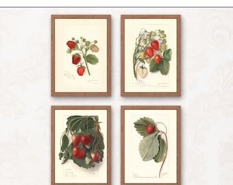 Juego de 4 láminas vintage de fresas, decoración rústica de cocina estilo cottagecore (descarga digital)