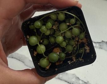 String of Pearls Plant: Live Succulent in 2 Inch Pot