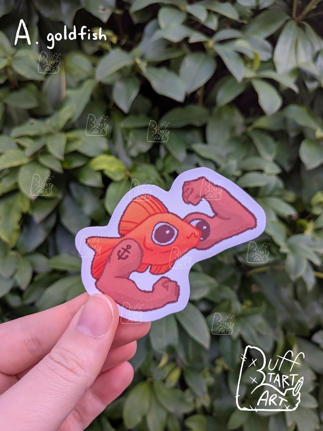 Buffed Fish Buff Fish Stickers - 3 Inches - Journaling, Decor, Fishing, Fishermen ...