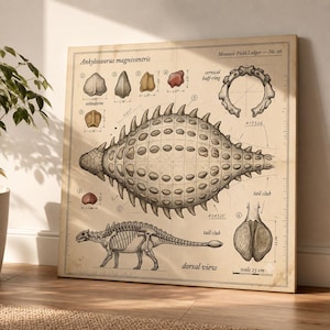 Könnte beinhalten: Ein beigefarbener wissenschaftlicher Druck mit dem Titel Ankylosaurus magniventris, der eine Rückenansicht des Dinosauriers, Osteoderm-Diagramme, einen zervikalen Halbring und eine Schwanzkeule zeigt. Das Diagramm enthält technische Beschriftungen, Maße in cm und eine 25 cm Skala.