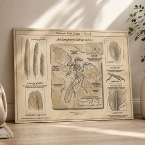 Op de afbeelding: Een rechthoekige print getiteld Mesozoic Field Ledger No. 08, met een gedetailleerde illustratie van een Archaeopteryx lithographica fossiel. De print bevat diagrammen van veren, een handklauw en een schaal van 5 cm op een beige achtergrond.
