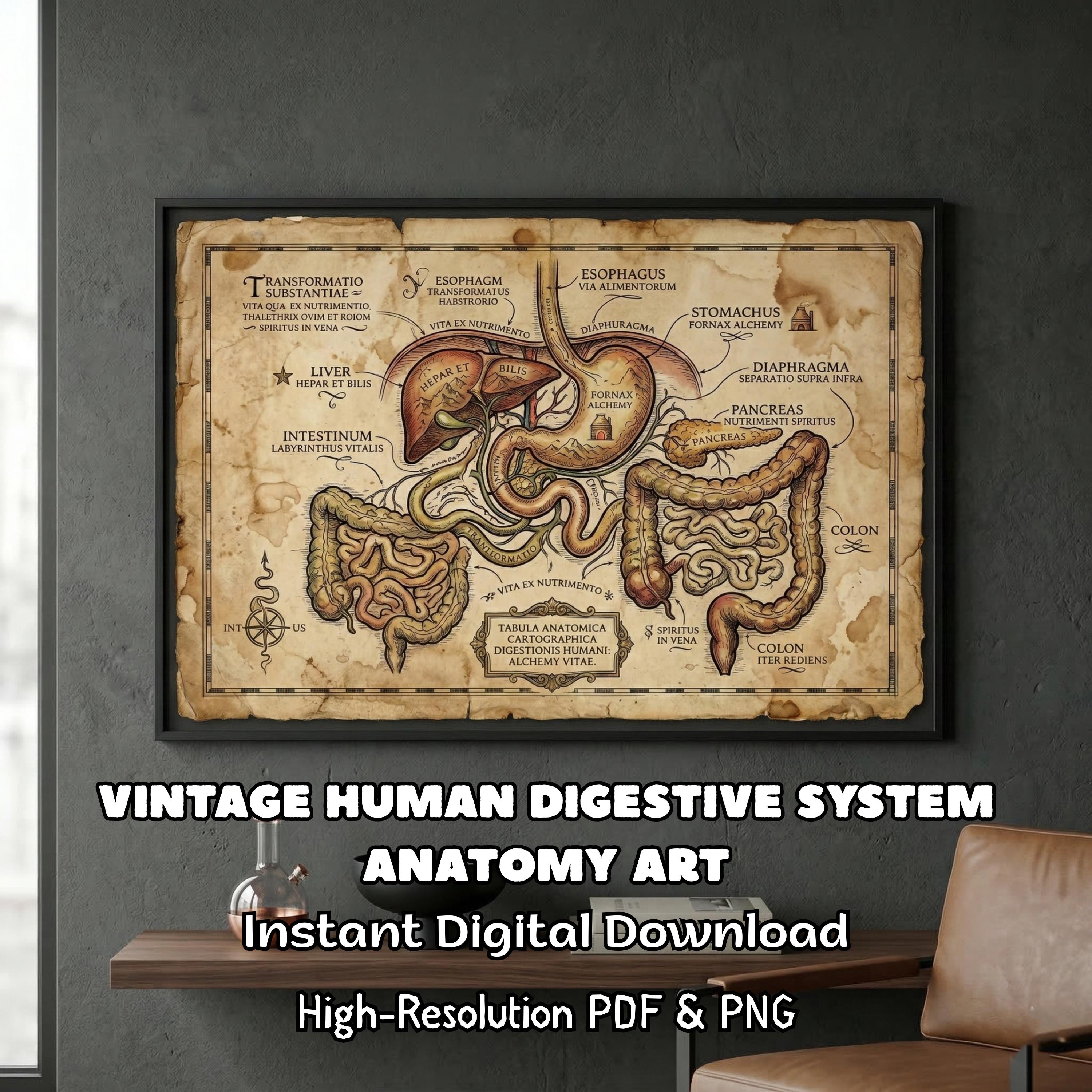Vintage Human Digestive System Anatomy Art Print Alchemical Medieval ...