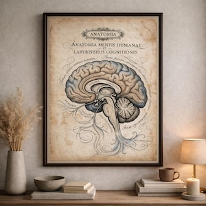 May include: A framed vintage anatomical brain diagram. The artwork features a detailed illustration of the human brain with Latin labels. The color palette includes beige, brown, and blue tones, creating an antique aesthetic. The frame is dark brown.