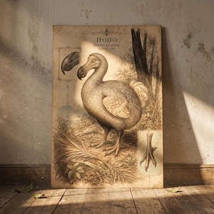 Póster vintage del pájaro dodo. Lámina de animal extinto. Arte mural de historia natural antigua. Calidad de museo. Gabinete de curiosidades. Decoración única para la habitación.