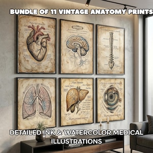 May include: A set of framed vintage anatomy prints with detailed ink and watercolour illustrations. The prints depict the human heart, brain, lungs, liver, eye, and spine. The text "BUNDLE OF 11 VINTAGE ANATOMY PRINTS" is at the top.