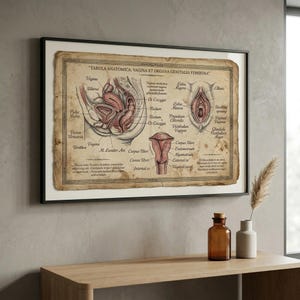 Könnte beinhalten: Gerahmte anatomische Tafel des weiblichen Fortpflanzungssystems mit lateinischen Beschriftungen. Die Vintage-Illustration zeigt detaillierte Darstellungen von Vagina, Uterus und verwandten Organen auf gealtertem Papier.