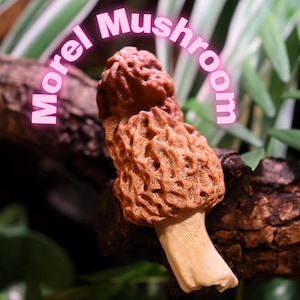 May include: A close-up of a brown and tan morel mushroom on a tree branch. The mushroom has a distinctive honeycomb-like texture. The text "Morel Mushroom" is written in pink letters above the mushroom.