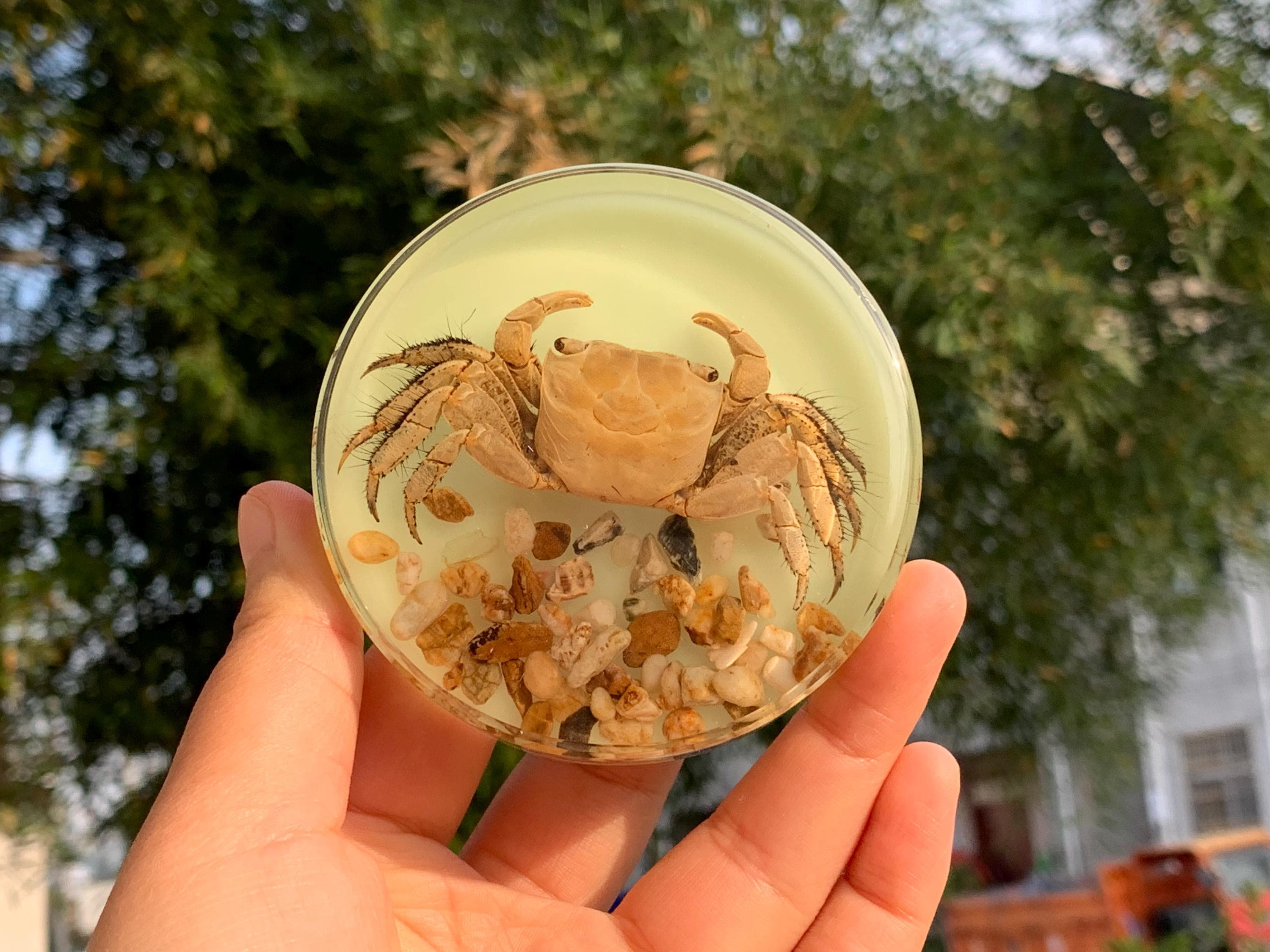 Taxidermy crab - Etsy 日本