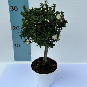 Myrte Myrtus Microphylla Minibaum Topf ø12 ZERTIFIZIERT