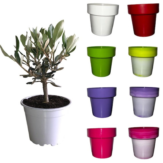 Mini-Olivenbaum, Bonsai-hnlich, Busch, 10 Topf - ZERTIFIZIERT