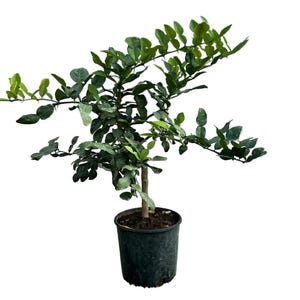 Peut inclure: Une petite plante en pot avec des feuilles vertes vives. La plante a un tronc fin et est dans un pot en plastique vert foncé. Les feuilles sont d'un vert riche, et la plante semble saine. Le fond est blanc uni.