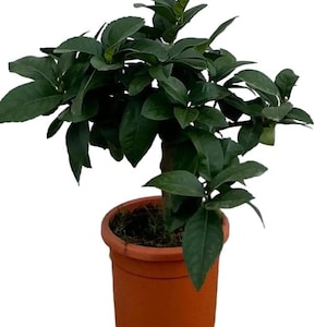Mini citroenboompje in een pot Ø15cm H40cm – Citrusvruchten gemaakt in Sicilië