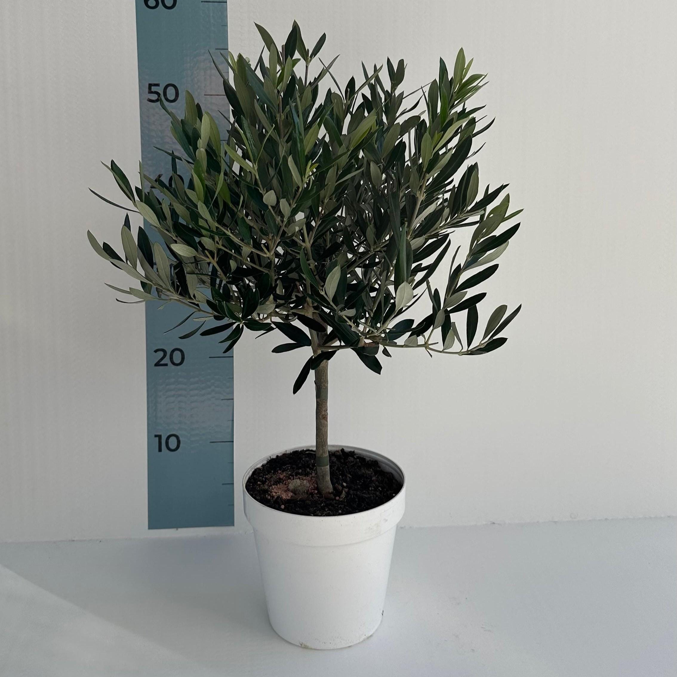 Mini-Olivenbaum - Zertifizierter europischer Olivenbaum - Etsy sterreich