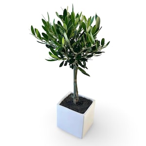 Mini olijfboom in een 12cm pot - GECERTIFICEERD