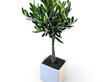 thuja comp weleda Thuja Wart Paint  The Probiotic Store