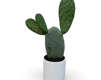 calathea korbmarante Jetzt die Calathea im 3er-Set kaufen