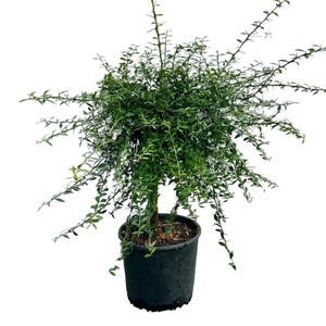 Op de afbeelding: Een groene plant met kleine bladeren en een donkerbruine stam staat in een zwarte plastic pot. De plant heeft veel takken die naar buiten uitsteken. De plant is een struik of kleine boom.