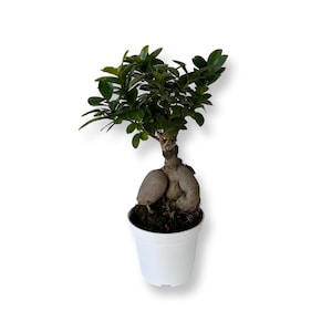 Bonsai Ginseng Ficus Microcarpa